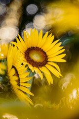 朝の光を浴びるひまわり