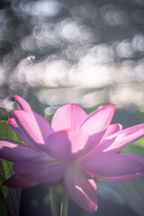 光に包まれる蓮の花