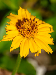 gros plan sur jolie fleur aux pétales jaune et orange