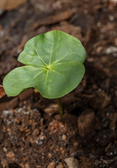 GRAINE ET SEMIS DE COTONNIER