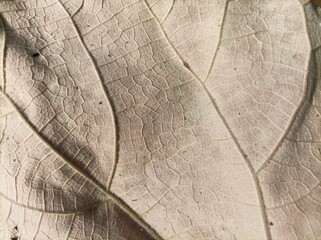 a dry leaf texture showing detailed natural veins and soft brown tones, capturing the simple and artistic beauty of nature.