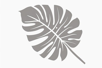 Gray monstera leaf cutout on white for design or education material background