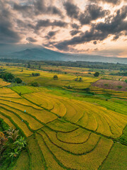 Beautiful morning view indonesia Panorama Landscape paddy fields with beauty color and sky natural light