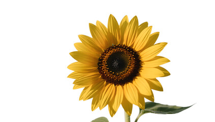Fototapeta premium A sunflower on a plain background