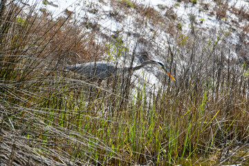 Winter in Orange Beach, Alabama - Great Blue Heron