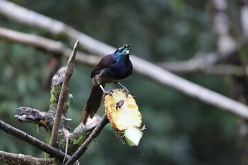The ribbon-tailed astrapia, also known as Shaw Mayer's astrapia (Astrapia mayeri), is a species of bird-of-paradise.