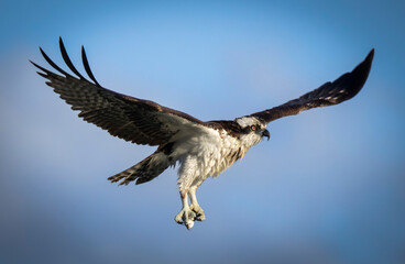 osprey in flight 