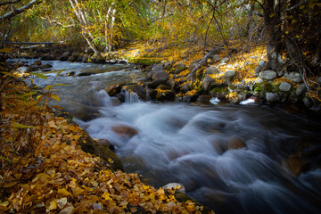 Fall Colors in McGee Creek, Hwy395, California