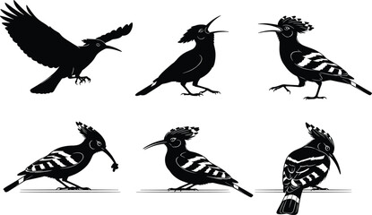 Hoopoe bird silhouette set, flying, perched, walking, pecking, crest raised, black and white, cad drawing flat vector illustration