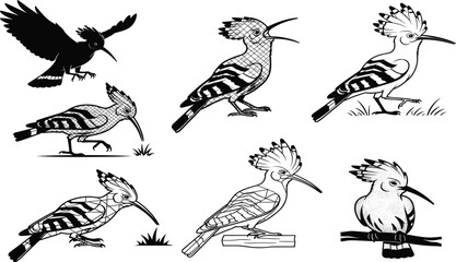Hoopoe bird vector set in flight, perched, walking, and stylized poses with artistic textures and black and white design