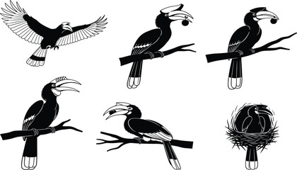 Hornbill bird vector set in black and white, flying, perched, nesting, eating fruit, wildlife illustration for nature and education