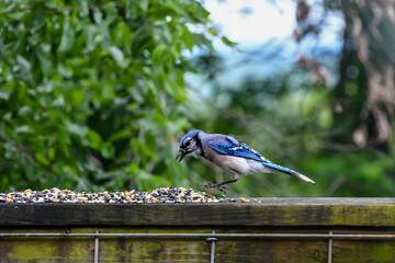 Birds in Birmingham, Alabama - Blue Jay