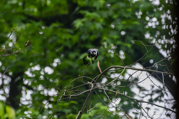 Birds in Birmingham, Alabama - Blue Jay