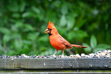 Birds in Birmingham, Alabama - Northern Cardinal