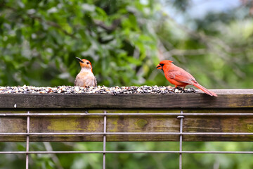 Birds in Birmingham, Alabama - Red-bellied Woodpecker & Northern Cardinal