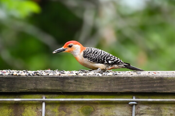 Birds in Birmingham, Alabama - Red-bellied Woodpecker