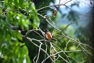Birds in Birmingham, Alabama - Eastern Towhee
