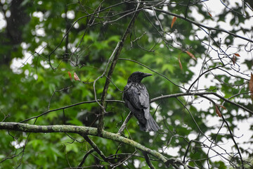 Birds in Birmingham, Alabama - Crow in the Rain