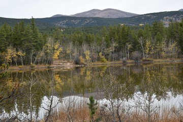 reflection of trees in the lake