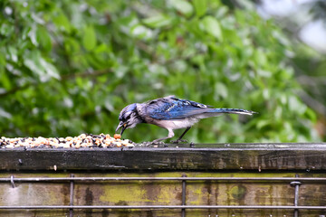 Birds in Birmingham, Alabama - Blue Jay