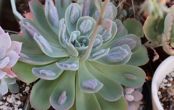 Macro blue echeveria succulent rosette with bumbs and stalk