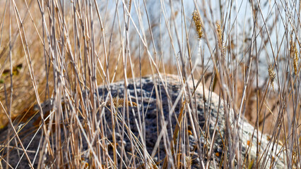rock in tall golden grass in autumn 