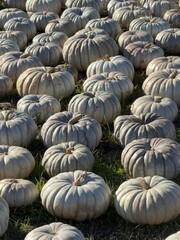 Obraz premium Ribbed Jarrahdale Pumpkins: Blue-Gray Harvest in Field with Dramatic Side Lighting