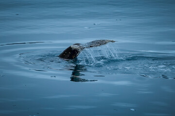 Obraz premium Whale Tail Coming Out of Water
