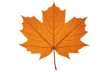 Fototapeta premium Maple leaf displaying vibrant orange color of fall season. Showing natural autumn foliage, transparent background