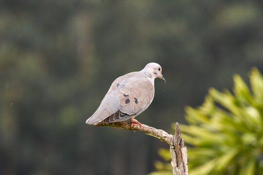 Ruddy Ground Dove or Rolinha