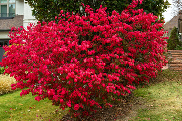 Close up of a Burning Bush shrub (Euonymus alatus) vibrantly red and prominent in the Fall or...