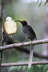 The brown sicklebill (Epimachus meyeri) is a species of bird-of-paradise that is found in the mountain forests of New Guinea.