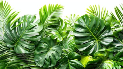Obraz premium Tropical green foliage background for summer promotions or natural product ads