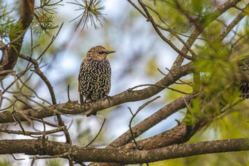 European starling perched in a tree.