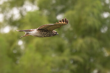 Red-tailed hawk in flight past trees.