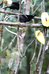The ribbon-tailed astrapia, also known as Shaw Mayer's astrapia (Astrapia mayeri), is a species of bird-of-paradise.