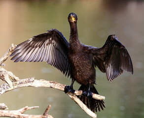 Cormorant