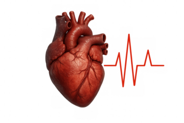 Human heart model showing a red electrocardiogram graph line, depicting health monitoring, pulse, and normal cardiac rhythm
