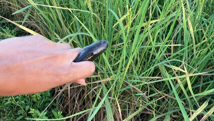 The agriculture in Thailand in winter season