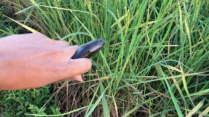 The agriculture in Thailand in winter season
