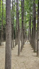 Symmetrical forest trees forming natural rhythm 균형감 있는 숲속 나무들이 만든 자연의 리듬