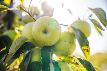 Fresh green apples hanging on a tree branch under sunlight during harvest season