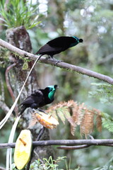 The ribbon-tailed astrapia, also known as Shaw Mayer's astrapia (Astrapia mayeri), is a species of bird-of-paradise.