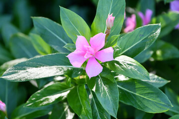 ニチニチソウ 「サニープリンセス」　Catharanthus roseus 'Sunny Princess'