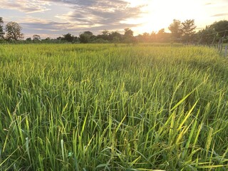 The agriculture in Thailand in winter season