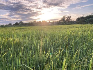 The agriculture in Thailand in winter season