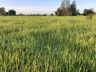 The agriculture in Thailand in winter season