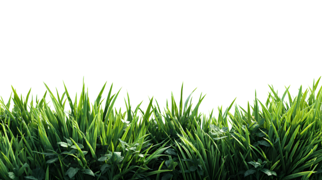 Fresh green grass side view. Grass field. Blank PNG background. Horizontal backdrop