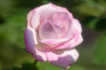 旧古河庭園の秋薔薇