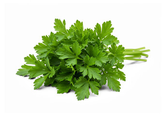 Fresh Flat Leaf Parsley Isolated on Transparent Background